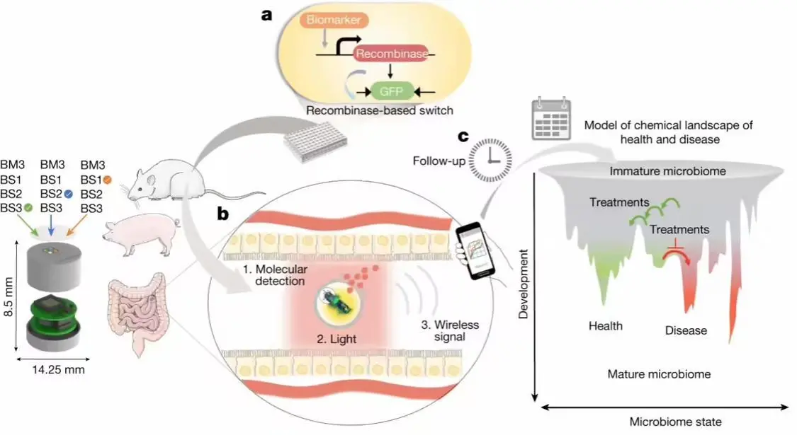 支持手機(jī)操控:中國科學(xué)家開發(fā)健康監(jiān)測新技術(shù),實(shí)現(xiàn)人類與腸道工程菌遠(yuǎn)程“對話”