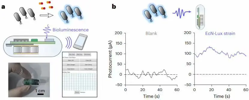 支持手機(jī)操控:中國科學(xué)家開發(fā)健康監(jiān)測新技術(shù),實(shí)現(xiàn)人類與腸道工程菌遠(yuǎn)程“對話”