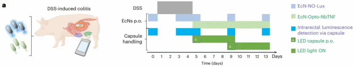 支持手機(jī)操控:中國科學(xué)家開發(fā)健康監(jiān)測新技術(shù),實(shí)現(xiàn)人類與腸道工程菌遠(yuǎn)程“對話”