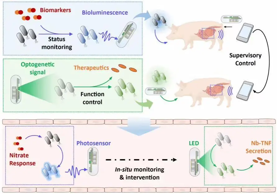 支持手機(jī)操控:中國科學(xué)家開發(fā)健康監(jiān)測新技術(shù),實(shí)現(xiàn)人類與腸道工程菌遠(yuǎn)程“對話”