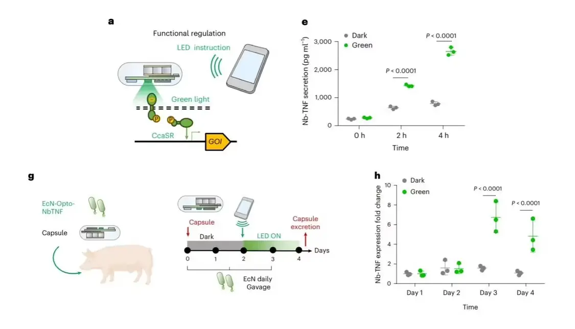 支持手機(jī)操控:中國科學(xué)家開發(fā)健康監(jiān)測新技術(shù),實(shí)現(xiàn)人類與腸道工程菌遠(yuǎn)程“對話”