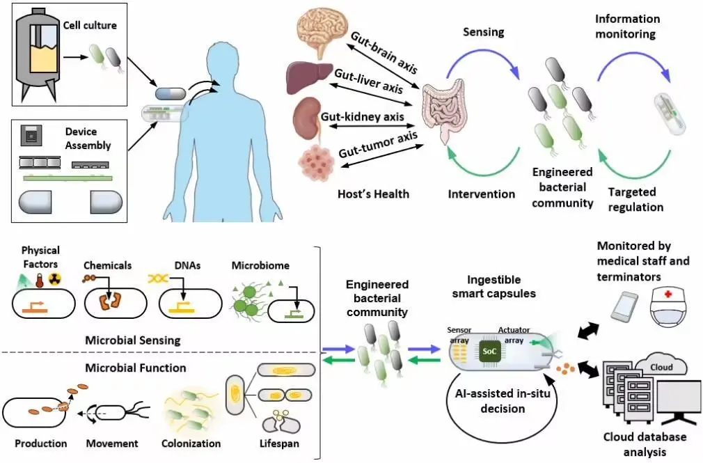 支持手機(jī)操控:中國科學(xué)家開發(fā)健康監(jiān)測新技術(shù),實(shí)現(xiàn)人類與腸道工程菌遠(yuǎn)程“對話”
